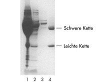 Monoklonales Maus-IgG wurde mit einer  PROSEP-A Zentrifugations-Säule aus Ascites aufgereinigt. (Spur 1: unaufgereinigte Ascites. Spur 2: Erstes Eluat nach Auftragen der Aszites. Spur 3: Eluat nach Waschvorgang. Spur 4: 5 µg aufgereinigter Antikörper.) Mit freundlicher Genehmigung von Exalpha Biologicals.